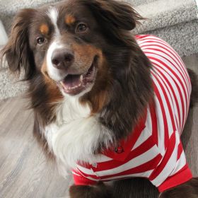 Striped Dog Polo - Flame Scarlet Red and White (size: 3X-Large)