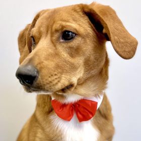 White Collar with Red Satin Bow Tie (size: 2X-Large)