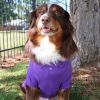 Solid Dog Polo - Ultra Violet