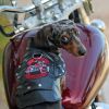 Biker Dawg Motorcycle Dog Jacket - Pink