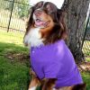 Solid Dog Polo - Ultra Violet